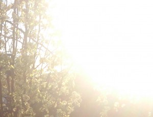 canberra early morning