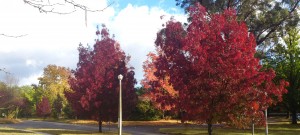 April in Canberra Photo: supplied by Robin joyce 